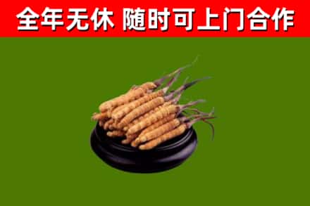 黎川县回收散虫草