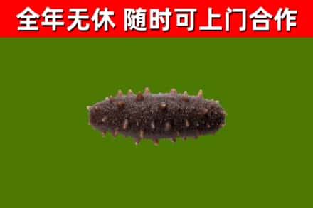 黎川县回收海参干